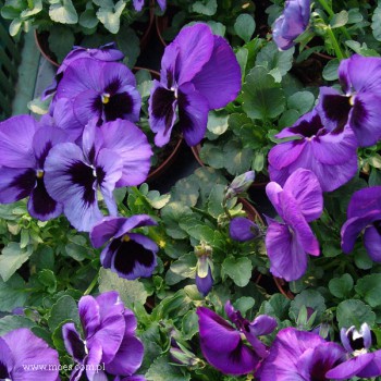 Bratek ogrodowy (Viola wittroctiana) - Delta - Blue with Blotch