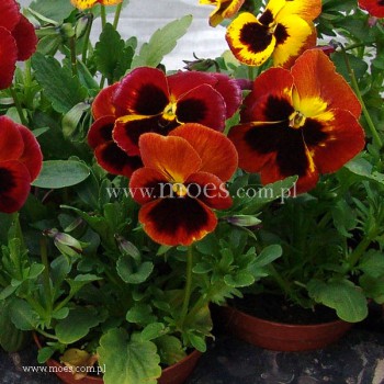 Bratek ogrodowy (Viola wittroctiana) - Delta - Fire Surprise