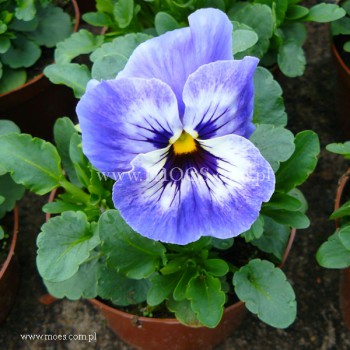 Bratek ogrodowy (Viola wittroctiana) - Delta - Marina