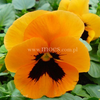 Bratek ogrodowy (Viola wittroctiana) - Delta - Orange with Blotch