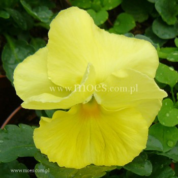 Bratek ogrodowy (Viola wittroctiana) - Delta - Pure Lemon Improved