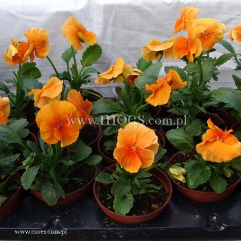 Bratek ogrodowy (Viola wittroctiana) - Delta - Pure Orange
