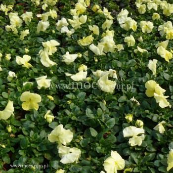 Bratek ogrodowy (Viola wittroctiana) - Delta - Pure Primose