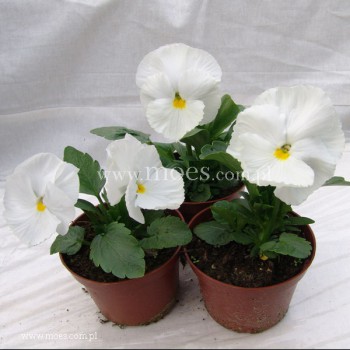 Bratek ogrodowy (Viola wittroctiana) - Delta - Pure White