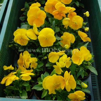 Bratek ogrodowy (Viola wittroctiana) - Delta - Pure Yellow