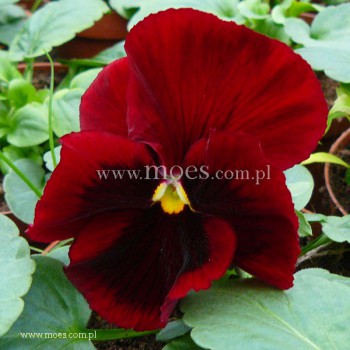 Bratek ogrodowy (Viola wittroctiana) - Delta - Red with Blotch