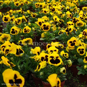 Bratek ogrodowy (Viola wittroctiana) - Delta - Yellow with Blotch