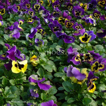 Bratek ogrodowy (Viola wittroctiana) - Delta - Yellow with Purple Wing