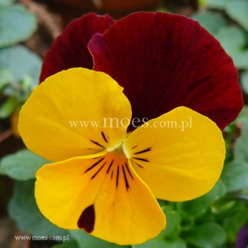 Fiołek rogaty (Viola cornuta) - Butterfly - Yellow Red Wing