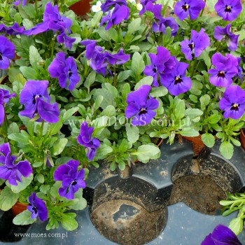 Fiołek rogaty (Viola cornuta) - Butterfly - Blue Blotch