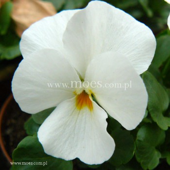 Fiołek rogaty (Viola cornuta) - Butterfly - White