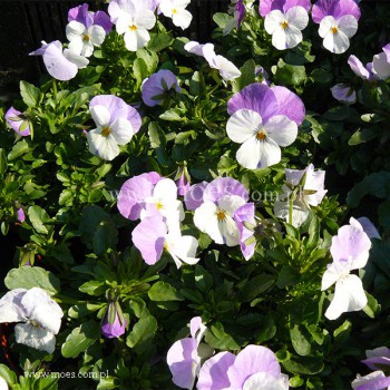 Fiołek rogaty (Viola cornuta) - Butterfly - Lila White