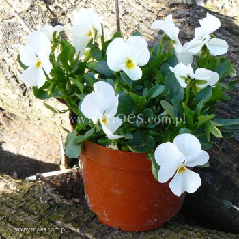 Fiołek rogaty (Viola cornuta) - Butterfly - White