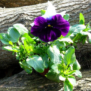Bratek ogrodowy (Viola wittroctiana) - Delta - Beaconsfield