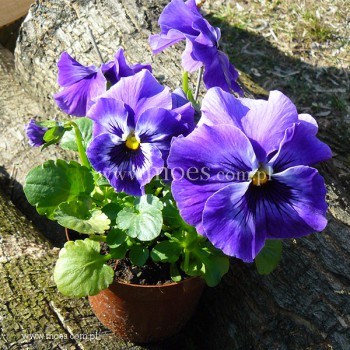 Bratek ogrodowy (Viola wittroctiana) - Delta - Marina