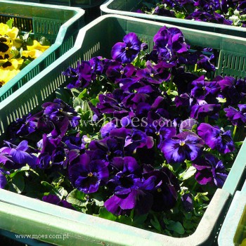 Bratek ogrodowy (Viola wittroctiana) - Delta - Neon Violet