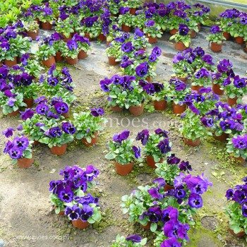Bratek ogrodowy (Viola wittroctiana) - Delta - Neon Violet