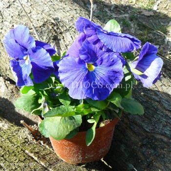 Bratek ogrodowy (Viola wittroctiana) - Delta - True Blue