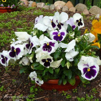 Bratek ogrodowy (Viola wittroctiana) - Delta - White with Blotch