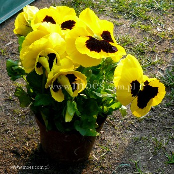 Bratek ogrodowy (Viola wittroctiana) - Delta - Yellow with Blotch