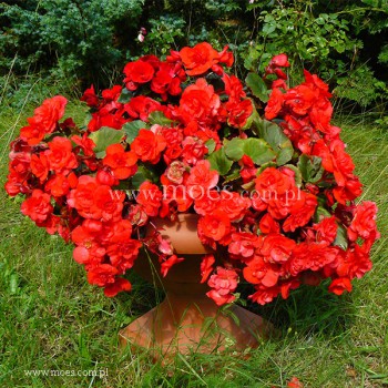 Begonia zimowa (Begonia elatior) - Solenia - Red