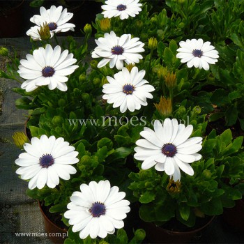 Osteospermum (Osteospermum ecklonis)  - FlowerPower - White