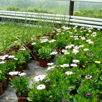 Osteospermum (Osteospermum ecklonis)  - FlowerPower - White