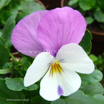Fiołek rogaty (Viola cornuta) - Butterfly - Lila White