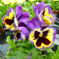 Bratek ogrodowy (Viola wittroctiana) - Colossus - Tricolor