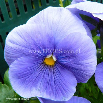 Bratek ogrodowy (Viola wittroctiana) - Delta - Pure Light Blue