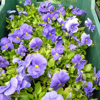 Bratek ogrodowy (Viola wittroctiana) - Delta - Pure Light Blue