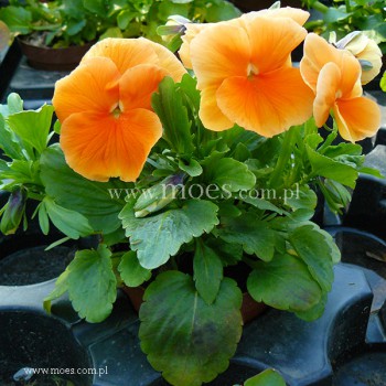 Bratek ogrodowy (Viola wittroctiana) - Delta - Pure Orange