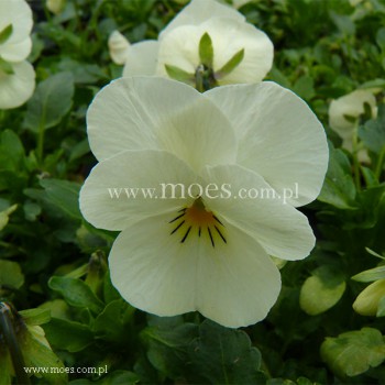 Fiołek rogaty (Viola cornuta) - Butterfly - Cream