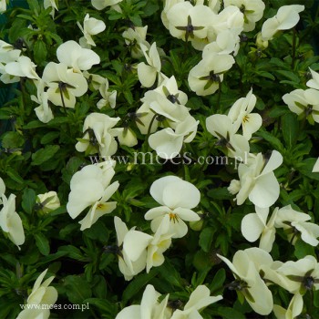 Fiołek rogaty (Viola cornuta) - Butterfly - Cream