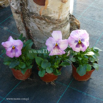 Bratek ogrodowy (Viola wittroctiana) - Delta - Pink Shades