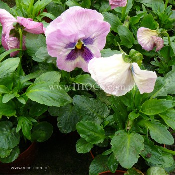 Bratek ogrodowy (Viola wittroctiana) - Delta - Pink Shades