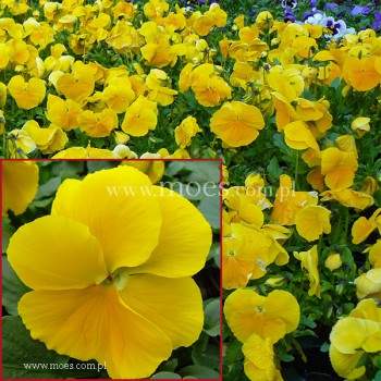 Bratek ogrodowy (Viola wittroctiana) - Delta - Pure Yellow