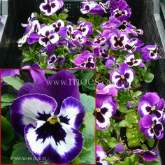 Bratek ogrodowy (Viola wittroctiana) - Delta - Violet and White
