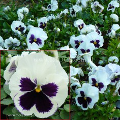 Bratek ogrodowy (Viola wittroctiana) - Delta - White with Blotch