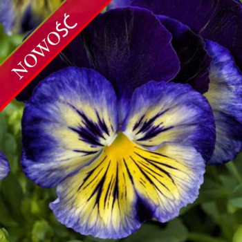 Bratek ogrodowy (Viola wittroctiana) - Delta - Morpho