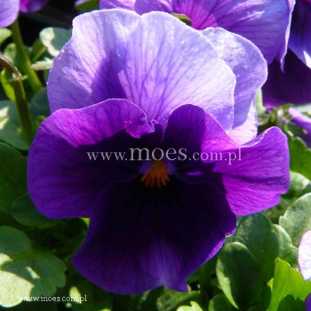 Fiołek rogaty (Viola cornuta) - Butterfly - Beacon Blue