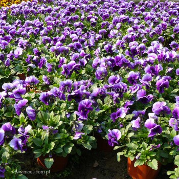 Fiołek rogaty (Viola cornuta) - Butterfly - Beacon Blue