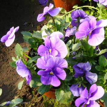 Fiołek rogaty (Viola cornuta) - Butterfly - Lavender