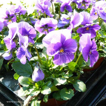 Fiołek rogaty (Viola cornuta) - Butterfly - Lavender
