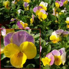 Fiołek rogaty (Viola cornuta) - Butterfly - Pink Yellow