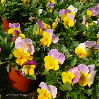 Fiołek rogaty (Viola cornuta) - Butterfly - Pink Yellow