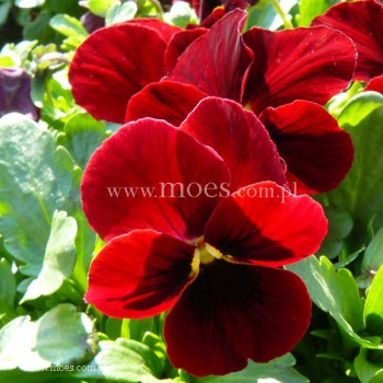 Fiołek rogaty (Viola cornuta) - Butterfly - Red with Blotch