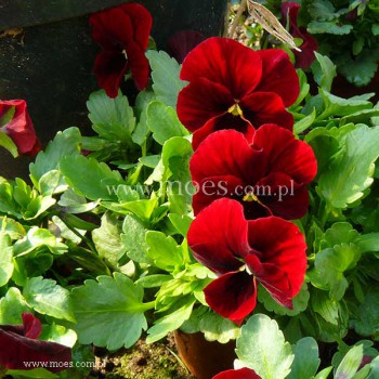 Fiołek rogaty (Viola cornuta) - Butterfly - Red with Blotch