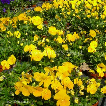 Fiołek rogaty (Viola cornuta) - Rocky - Golden Yellow