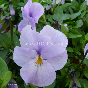Fiołek rogaty (Viola cornuta) - Rocky - Pink Lavender